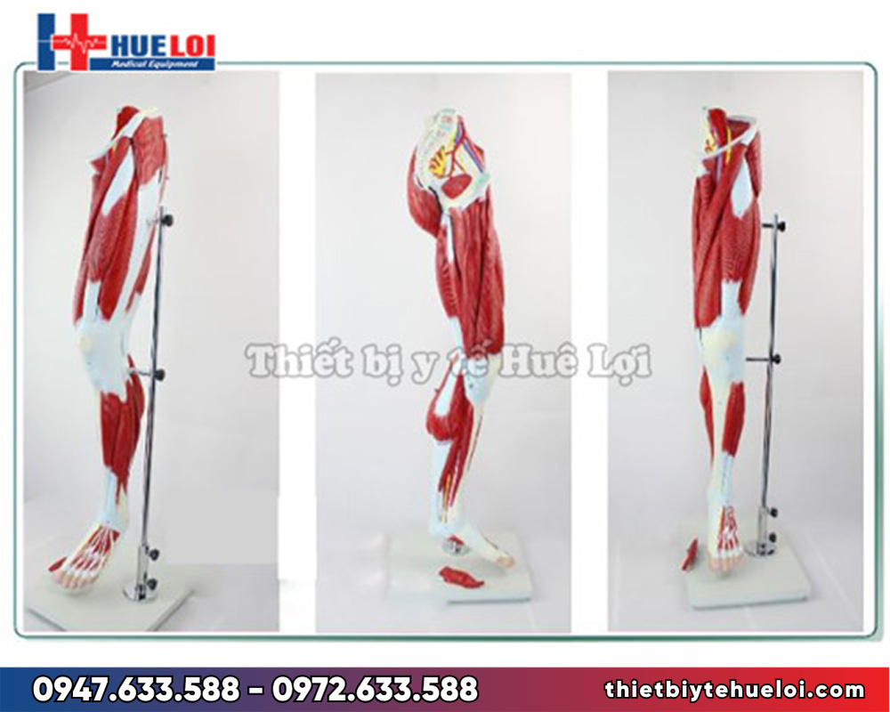 Mô hình giải phẫu cơ và thần kinh chi dưới